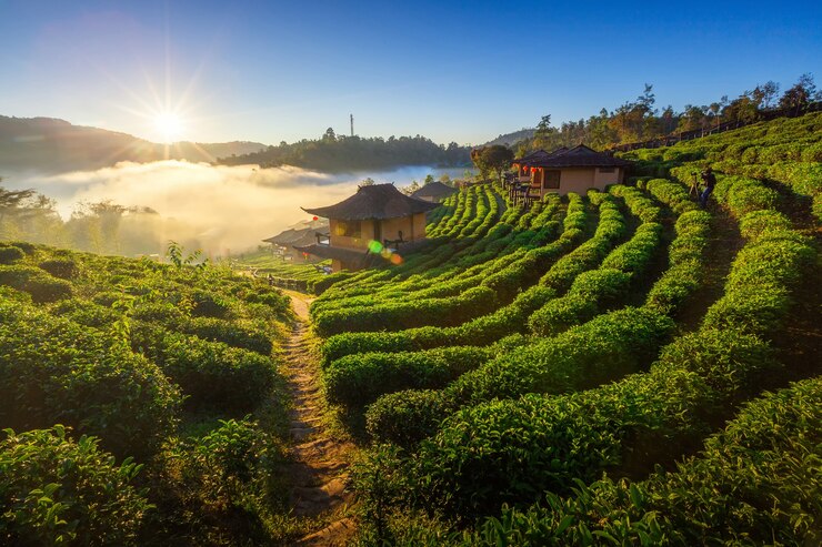 Munnar: The Tea Garden Hill Station